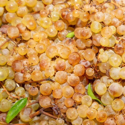 Raisin Chasselas