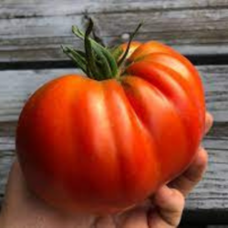 Tomates Supersteak - Jardins de Garonne