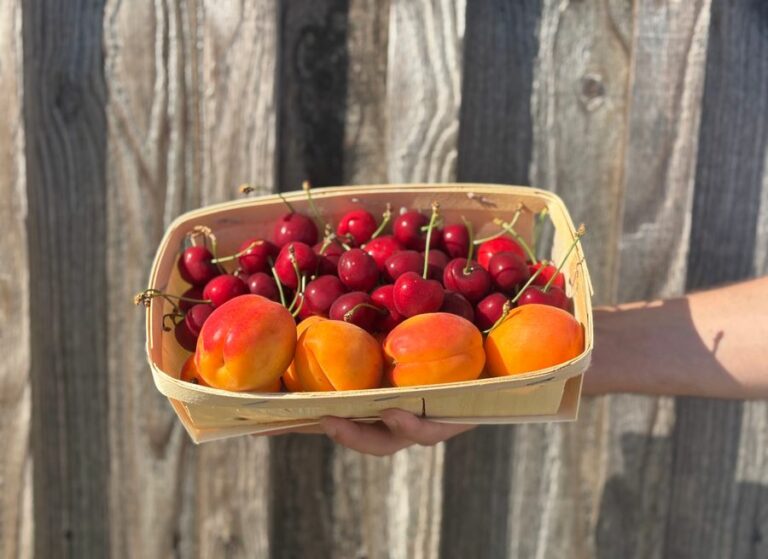 1kg cerises 1kg abricots - Fruits frais - Jardins de Garonne