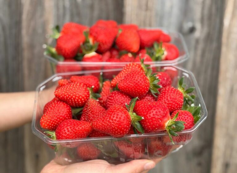 1kg fraise manon - Fruits frais - Jardins de Garonne