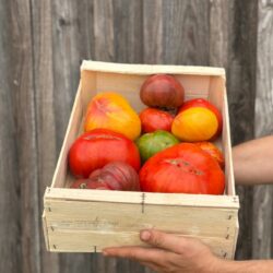 4kg tomate anciennes - Légumes frais - Jardins de Garonne
