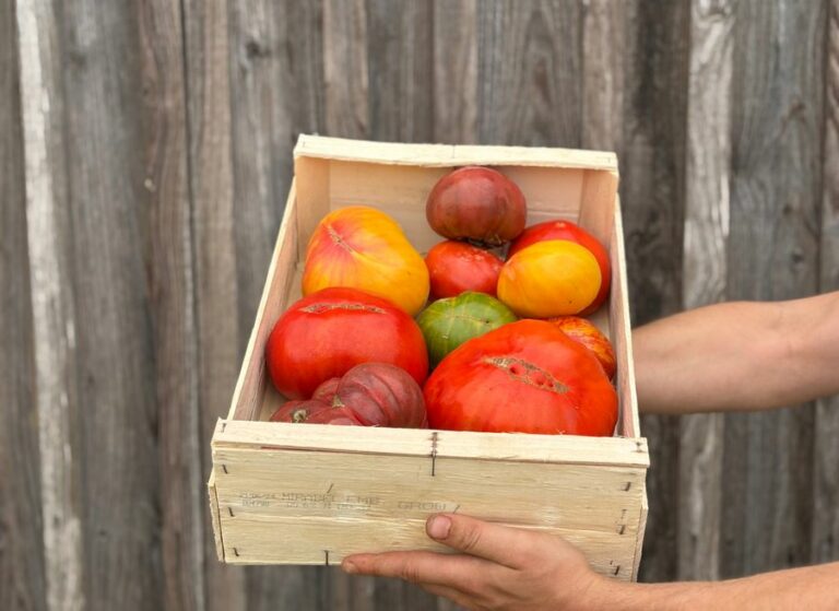 4kg tomate anciennes - Légumes frais - Jardins de Garonne