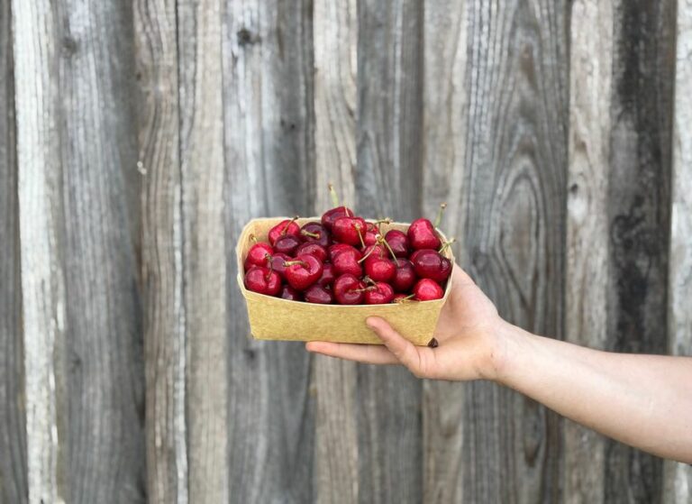 500g de cerises - Fruits frais - Jardins de Garonne
