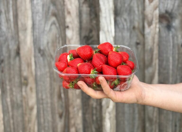 500g Fraise Manon - Fruits frais - Jardins de Garonne