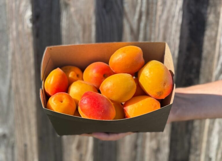 Abricot - Fruits frais - Jardins de Garonne