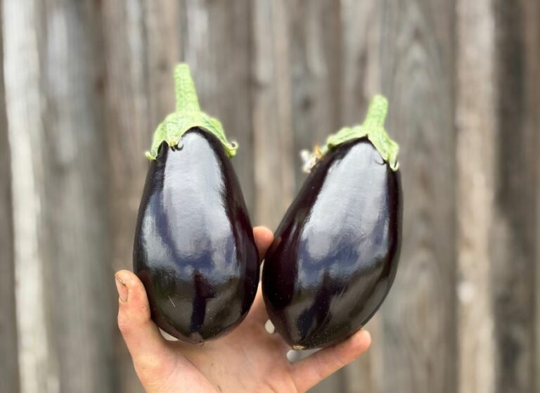 Aubergines - Légumes frais - Jardins de Garonne
