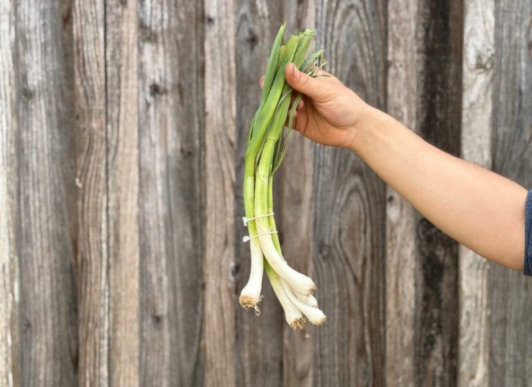 Botte aillet - Légumes frais - Jardins de Garonne