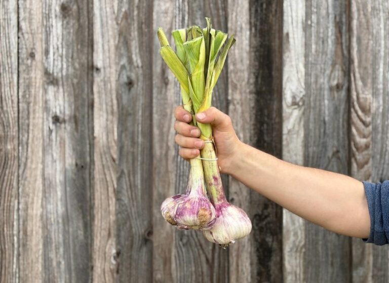 Botte d'ail frais - Légumes frais - Jardins de Garonne