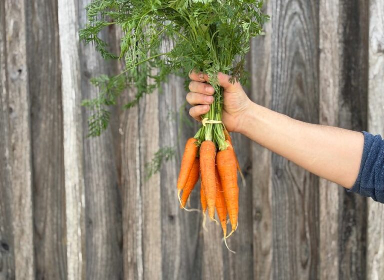 Botte de carotte - Légumes frais - Jardins de Garonne
