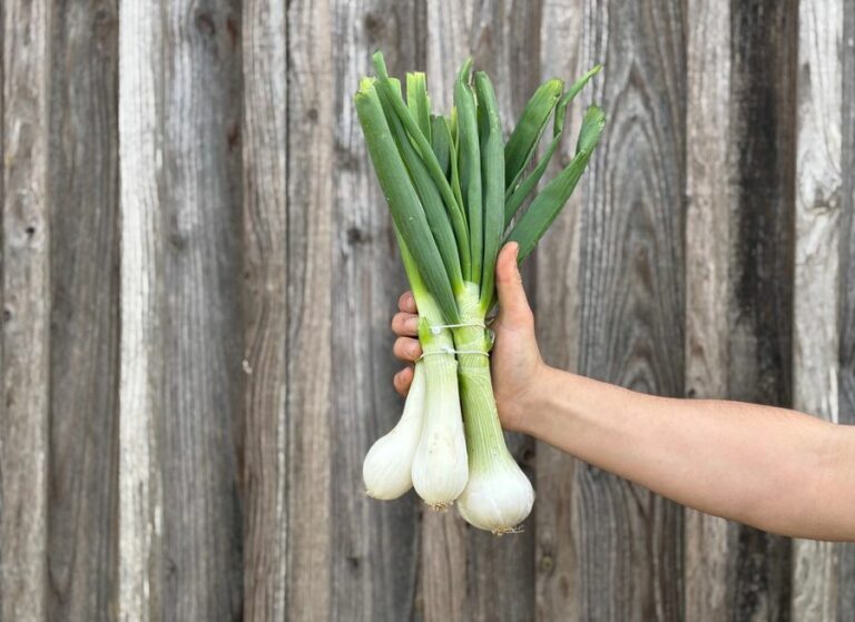 Botte d'oignons blanc - Légumes frais - Jardins de Garonne