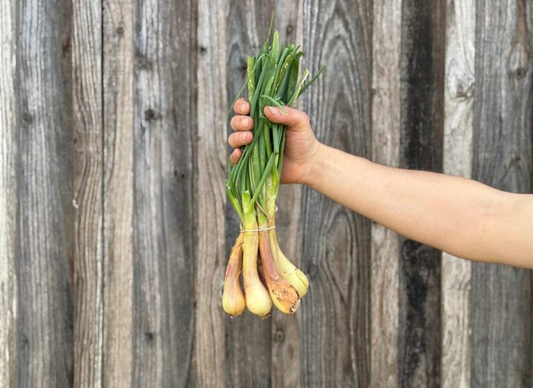 Botte échalote - Légumes frais - Jardins de Garonne