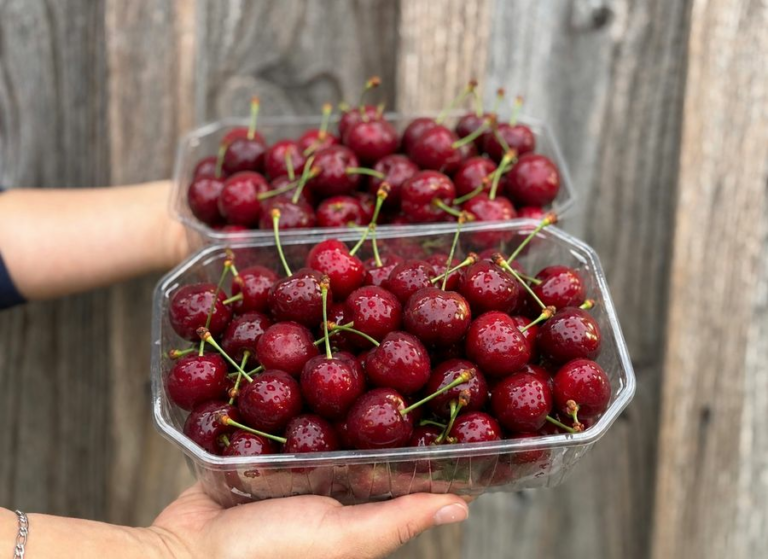 Cerise a confiture - Fruits frais - Jardins de Garonne