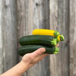 Courgette - Légumes frais - Jardins de Garonne