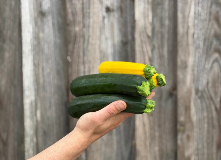 Courgette - Légumes frais - Jardins de Garonne
