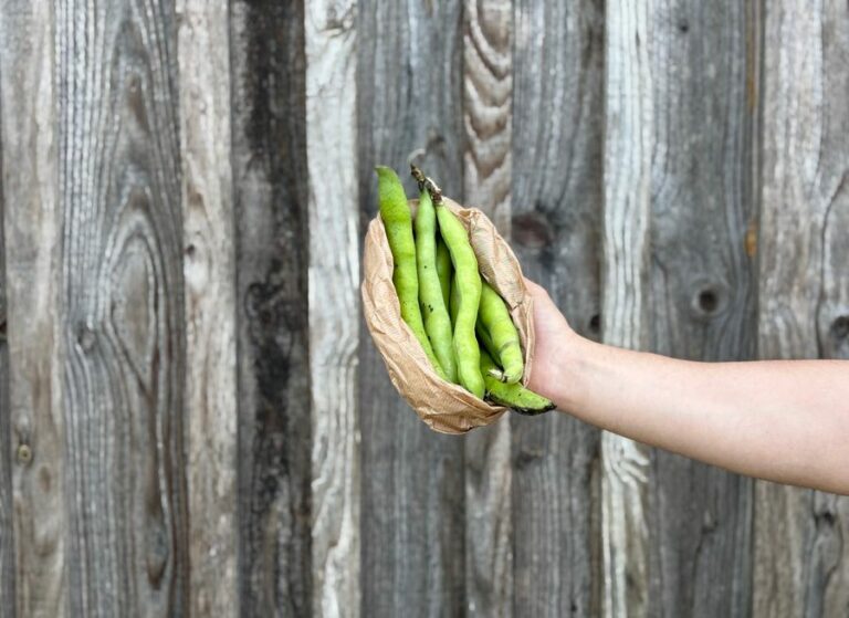 Fèves - Légumes frais - Jardins de Garonne