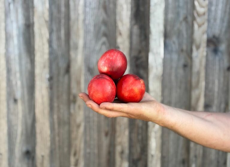 Mix nectarine jaune et blanche - Fruits frais - Jardins de Garonne
