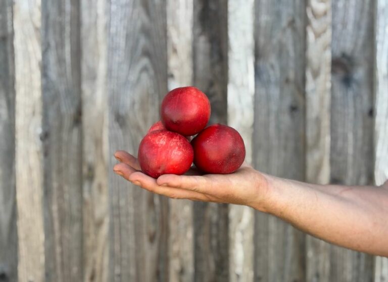 Nectarine blanche - Fruits frais - Jardins de Garonne