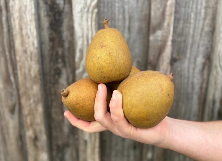 Poire morgane - Fruits frais - Jardins de Garonne