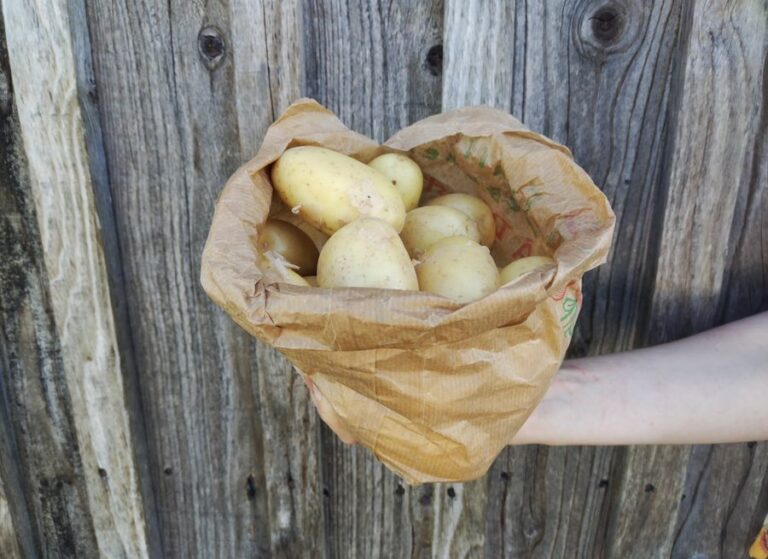 Pomme de terre nouvelle - Légumes frais - Jardins de Garonne