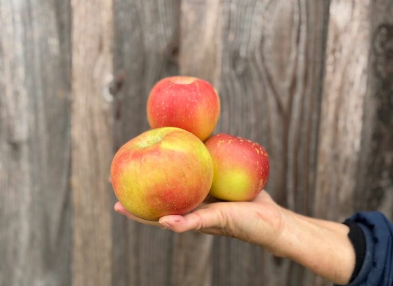 Pomme Fuji - Fruits frais - Jardins de Garonne