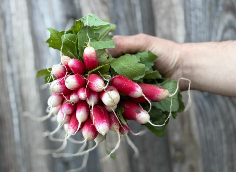 Radis - Légumes frais - Jardins de Garonne