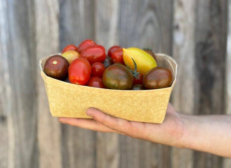 Tomate cerises - Légumes frais - Jardins de Garonne