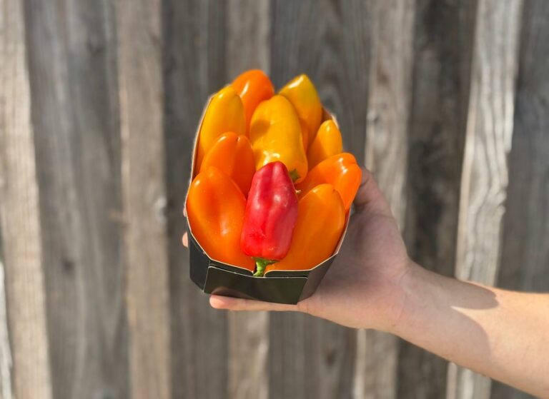 1kg mini poivrons - Légumes frais - Jardins de Garonne