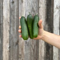 3pc concombres libanais - Légumes frais - Jardins de Garonne