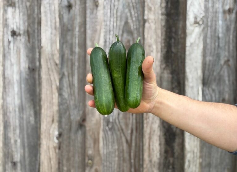 3pc concombres libanais - Légumes frais - Jardins de Garonne