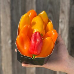 500g Mini poivrons - Légumes frais - Jardins de Garonne