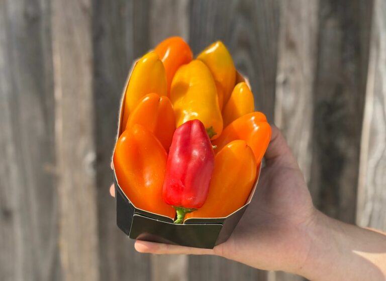 500g Mini poivrons - Légumes frais - Jardins de Garonne