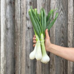 Botte d'oignons blanc - Légumes frais - Jardins de Garonne