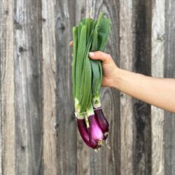 Botte d'oignons rouge - Légumes frais - Jardins de Garonne