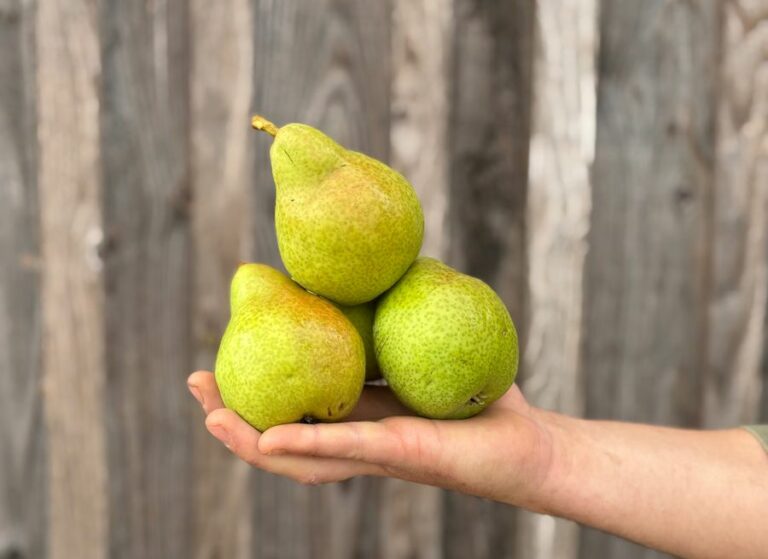 Poire Guyot - Fruits frais - Jardins de Garonne