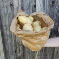 Pomme de terre nouvelle - Légumes frais - Jardins de Garonne
