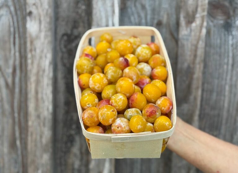 1 kg mirabelle - Fruits frais - Jardins de Garonne