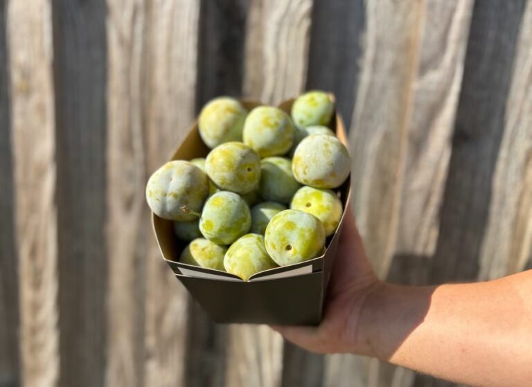 1kg Prune reine Claude - Fruits frais - Jardins de Garonne