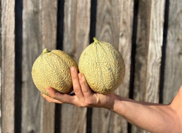 2 melons - Fruits frais - Jardins de Garonne