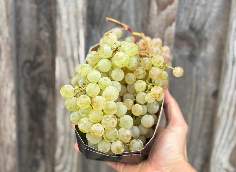 Chasselas - Fruits frais - Jardins de Garonne