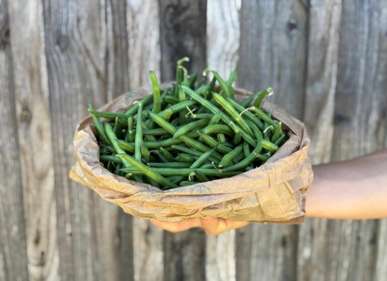 Haricots machine - Légumes frais - Jardins de Garonne