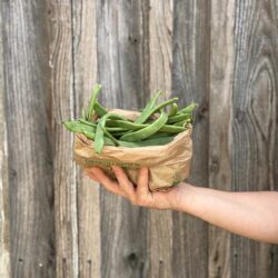 Haricots plat - Légumes frais - Jardins de Garonne