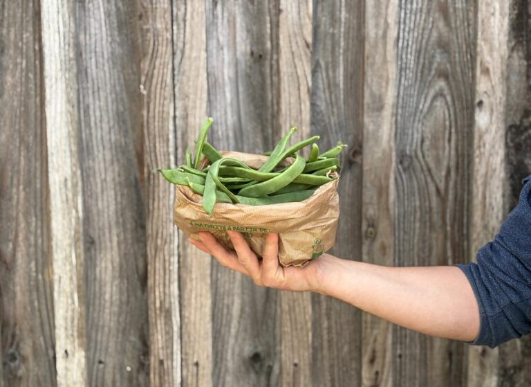 Haricots plat - Légumes frais - Jardins de Garonne