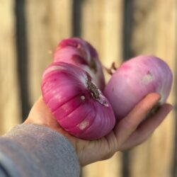 Oignon doux - Légumes frais - Jardins de Garonne