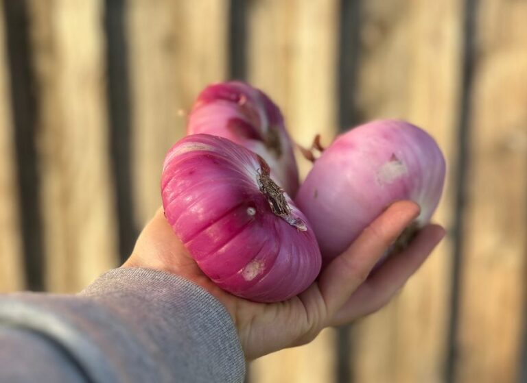 Oignon doux - Légumes frais - Jardins de Garonne