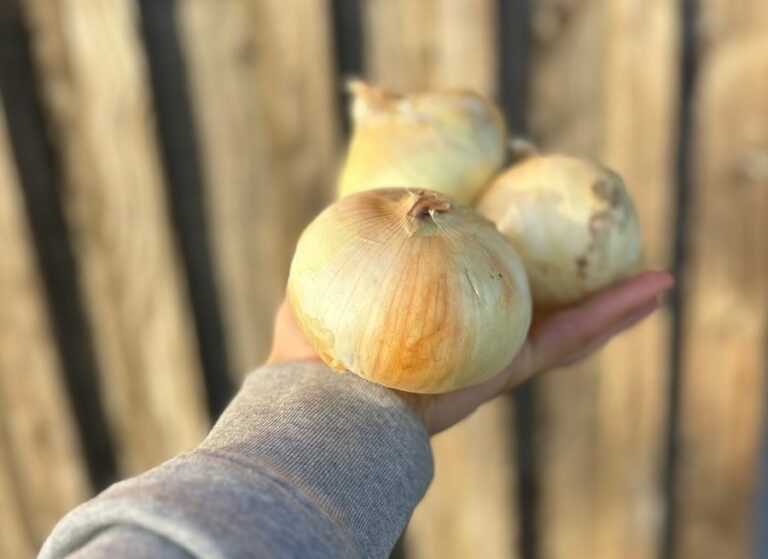 Oignon jaune - Légumes frais - Jardins de Garonne
