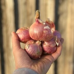 Oignon rose - Légumes frais - Jardins de Garonne