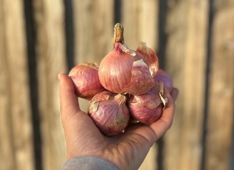 Oignon rose - Légumes frais - Jardins de Garonne