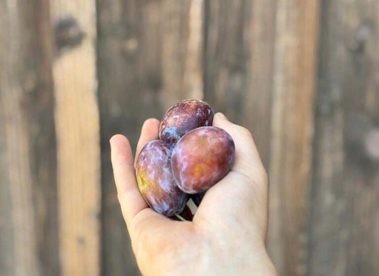 Prune d’ente - Fruits frais - Jardins de Garonne