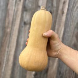 Butternut - Légumes frais - Jardins de Garonne