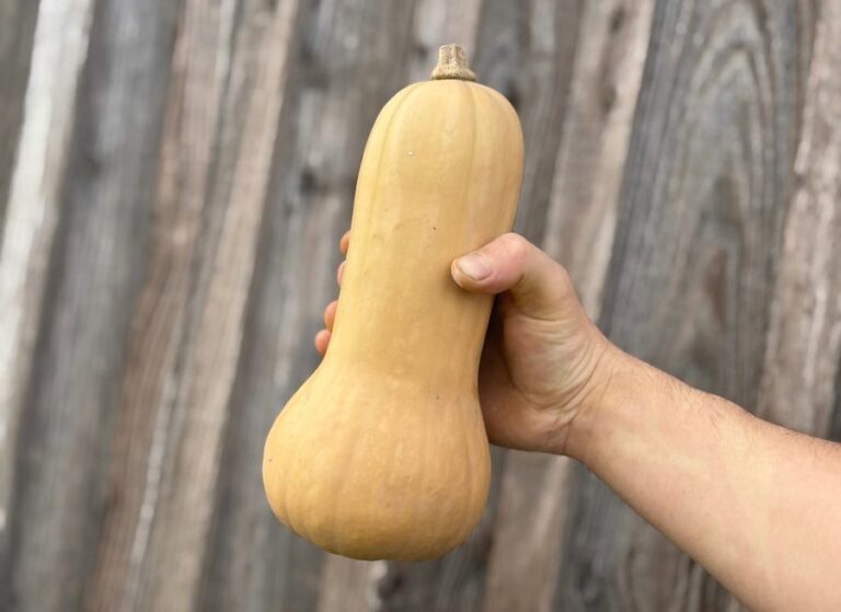 Butternut - Légumes frais - Jardins de Garonne
